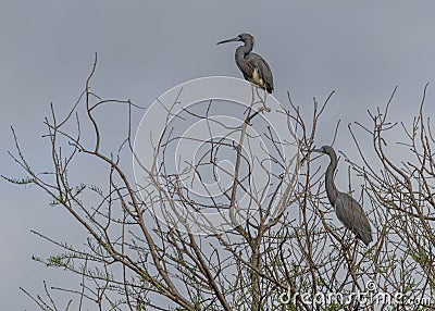 Two Tricolored Herons Perched in a Budding Pine Tree Stock Photo