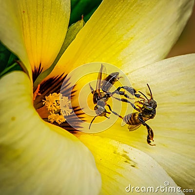 Two trigona bees are fighting on top of a yellow flower, fighting over the nectar in the flower. Stock Photo