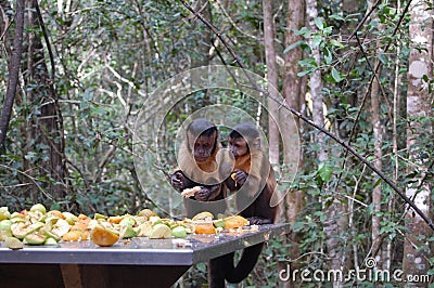 Two tufted capuchin monkeys Stock Photo