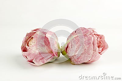 Two tufts of pink italian chicory isolated on white background Stock Photo