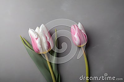 two tulips, white and pink, Gray background Stock Photo