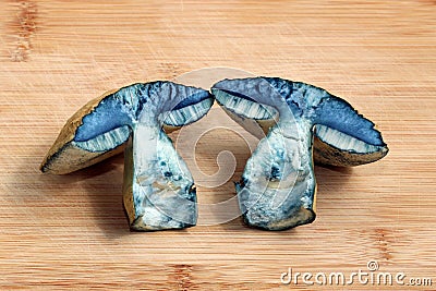 Two turned blue halves of an edible mushroom Gyroporus cyanescens lie on a cutting board. Stock Photo