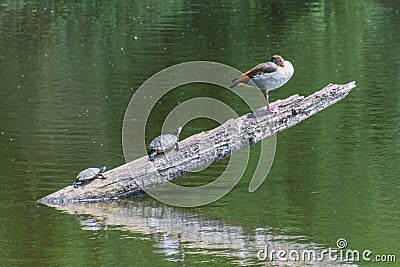 Two turtles joining a goose on a branch water Stock Photo