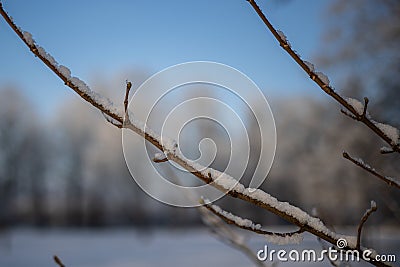 Two twigs or branches covered with hoarfrost or snow Stock Photo