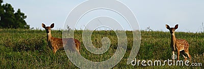 Two twin fawns alert in a meadow Stock Photo