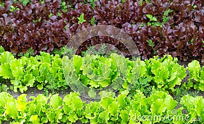 Two types of sowing lettuce green and iodized lettuce, background. Fresh summer herbs for salad Stock Photo