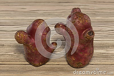 Two ugly potatoes on a wooden background. Funny vegetables look like unusual interlocutors. Closeup Stock Photo