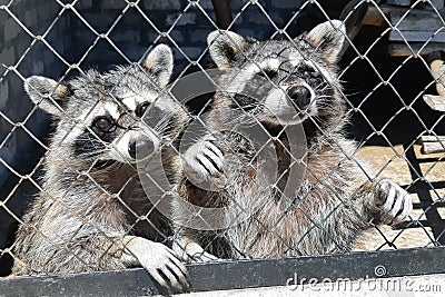 Two unfortunate sad raccoons behind bars in captivity Stock Photo
