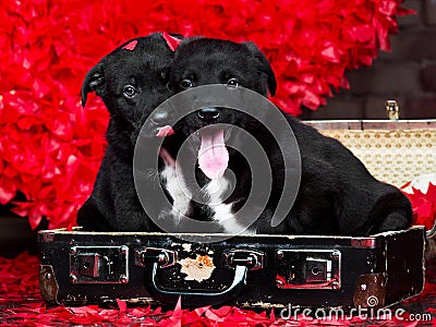 Two Valentine puppies in retro suitcase on red hearts background Stock Photo