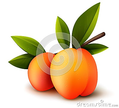 Two vector peaches Vector Illustration