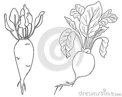 Two vegetables - sweet beet and simple round beet with leaves. Harvest. Vector illustration. Linear hand drawing Vector Illustration