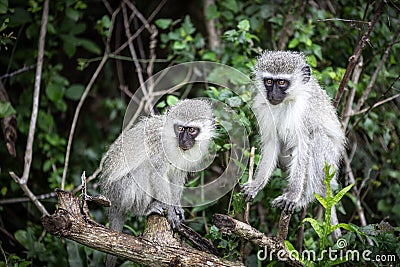 Two vervet monkeys chlorocebus pygerythrus in the Isimangaliso National Park in Southafrica Stock Photo