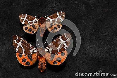 Two Very Old Garden Tiger Moths Stock Photo