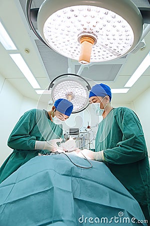 Two veterinarian doctor working in operating room Editorial Stock Photo