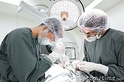 Two veterinarian surgeons in operating room Editorial Stock Photo