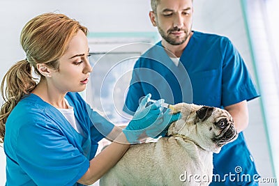 two veterinarians making vaccination to pug dog Stock Photo