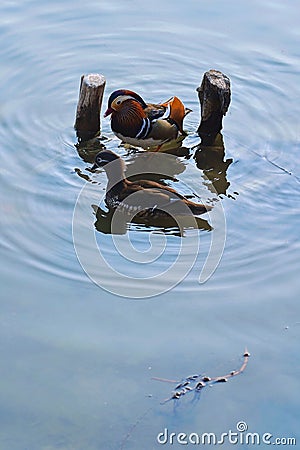 Vibrant ducks swimming in a tranquil river Stock Photo