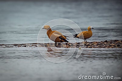 Two vibrant orange Ogar (Tadorna ferruginea) ducks perched on a jagged rock shoreline Stock Photo