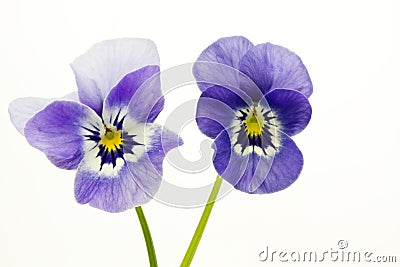 Two viola cornuta flowers Stock Photo