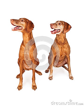 Two Vizsla Dogs Looking to Side Stock Photo