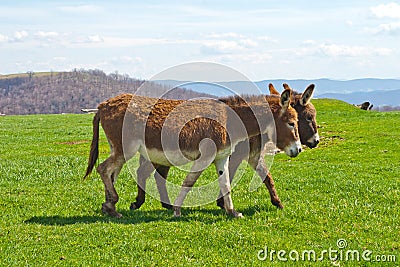 Two Walking Donkeys Stock Photo