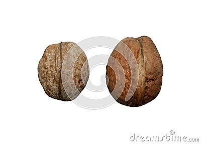 Two walnuts Stock Photo