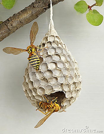 Two wasps hover near a textured, grey wasp nest hanging from a branch with green leaves. The background is muted and light Stock Photo