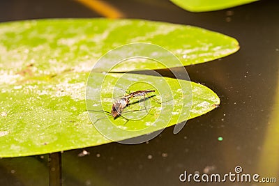 Two water beetles Gerridae, sit on a water lily and eat the fly larva Stock Photo