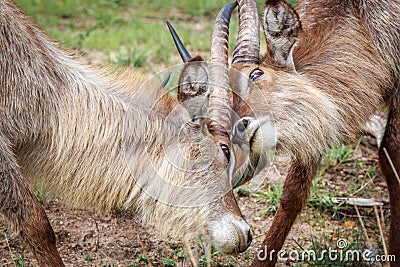 Two Waterbucks fighting Stock Photo