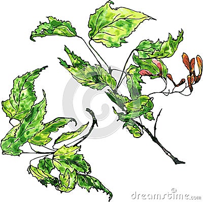 Two watercolor drawing maple twigs Vector Illustration