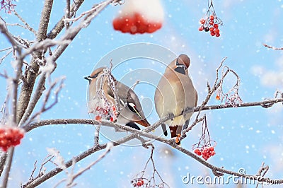 Two waxwings Stock Photo