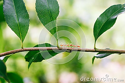 Two Weaver ants Walking on a tree branch. Red Ants Stock Photo