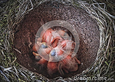 Two-week-old little birds in the nest. Stock Photo