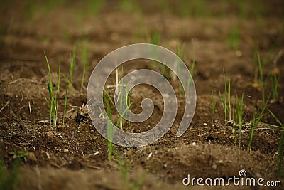 Two Weeks Upland Rice Growth Stock Photo