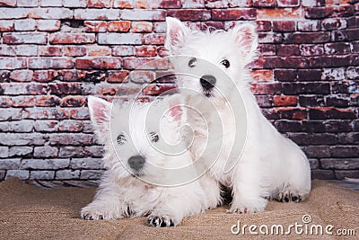 Two West Highland White Terrier dogs puppies with on brick wall background Stock Photo