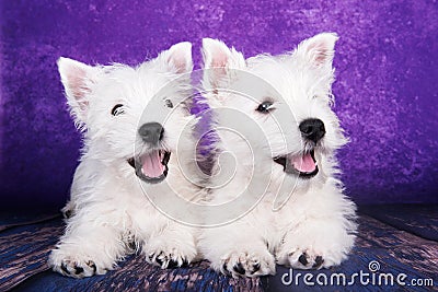 Two West Highland White Terrier dogs puppies with on purple background Stock Photo