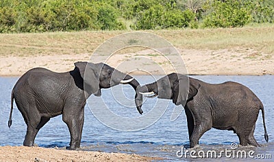 Two wet elephant play in water and greet each other Stock Photo