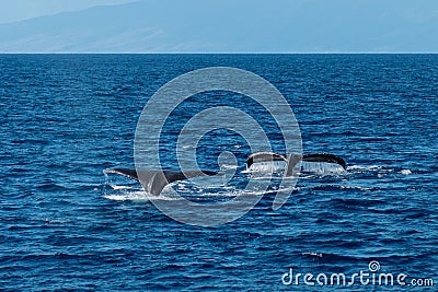 two whale tails are out in the ocean near the mountains Stock Photo