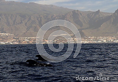 Whales swimming in the ocean near Tenerife, Spain Stock Photo