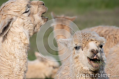 Two white alpacas that look like their laughing Stock Photo