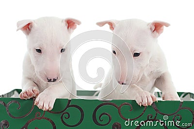 Two white bull terrier puppies in a green box Stock Photo