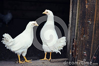 Two White Chickens Stock Photo