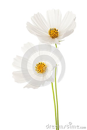 Two white Cosmos flowers isolated on white background. Garden Cosmos Stock Photo