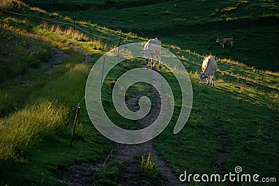 Two white cows grazing and walking on a path on a hill and another cow in the background Stock Photo