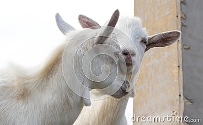 Two white cute funny goats Stock Photo