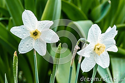 Two white daffodil flowers in summer garden. Growing plants in flower bed for bouquets Stock Photo