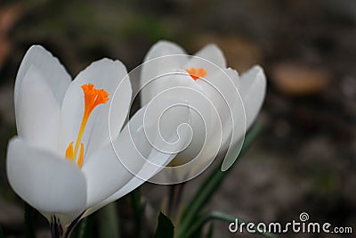 Two white delicate crocus flowers. Close-up. Stock Photo