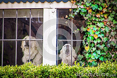 Two white dogs in an ivy framed window guarding and barking at what they see outside Stock Photo