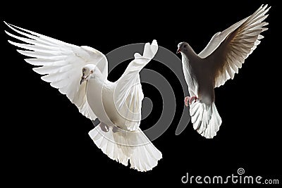 Two white doves fly on a black background Stock Photo