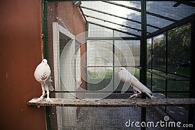 Two white english poter pigeon standing Stock Photo